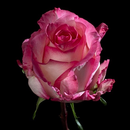 Rose Boulevard Standard Rose Roses Flowers by category Sierra